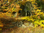 Herbstgold