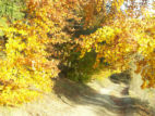 Herbstgold