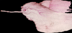 click to see the full picture